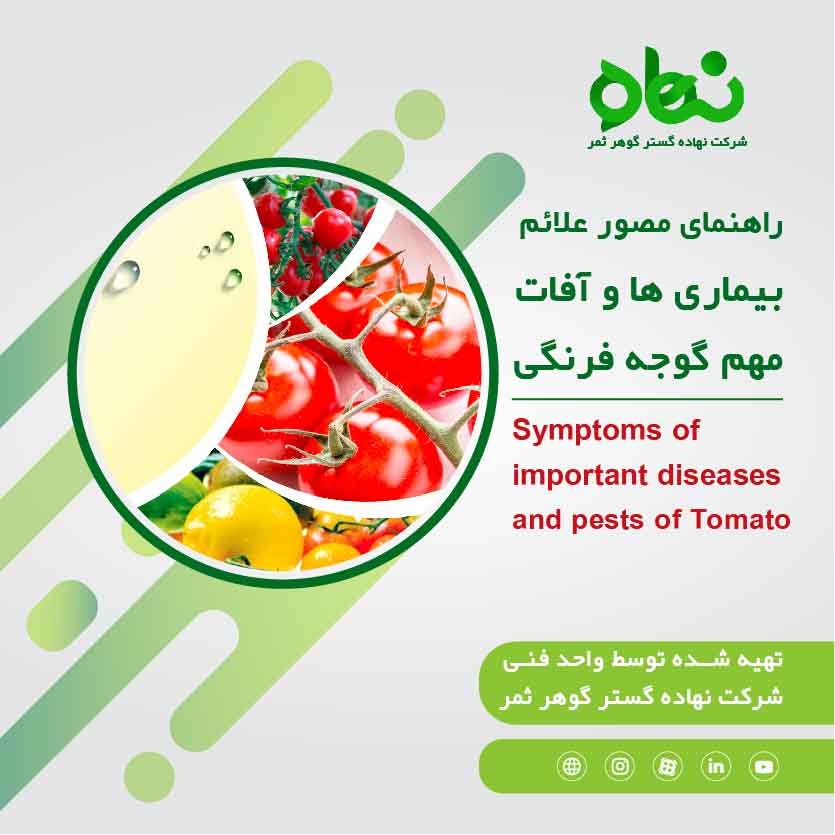 راهنمای مصور علائم بیماری ها و آفات مهم گوجه فرنگی